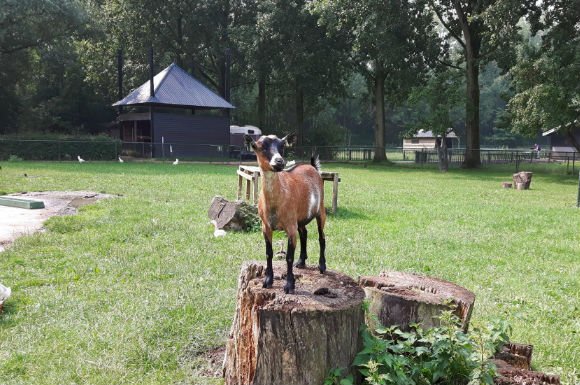 Lunetten